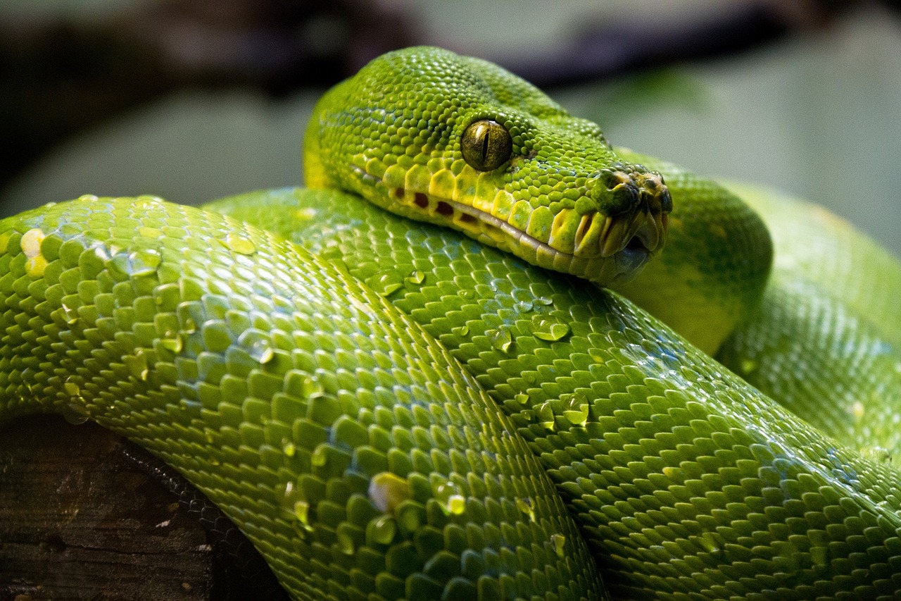 green-tree-python-1014229_1280.jpg